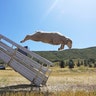 Sheep leap from a truck as they arrive for the annual Soldier Hollow Classic Sheepdog Championship in Midway, Utah, Aug. 28, 2019. 