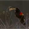Grand Prize Winner: Red-winged Blackbird