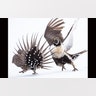 Professional Winner: Greater Sage-Grouse