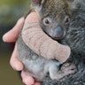 Joey the koala is held by a zoo employee after having a cast put on his arm following a fall from a tree at the Werribee Open Range Zoo in Werribee, Australia, Aug. 3, 2019.