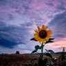 A sunflower blooms on a field after sunset in Frankfurt, Germany, Aug. 20, 2019. 