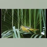 Plants for Birds Winner: Hooded Oriole on a California fan palm.