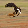 Professional Honorable Mention: Bald Eagle and red fox