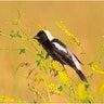 Youth Honorable Mention: Bobolink