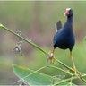 Plants for Birds Honorable Mention: Purple Gallinule on a fire flag