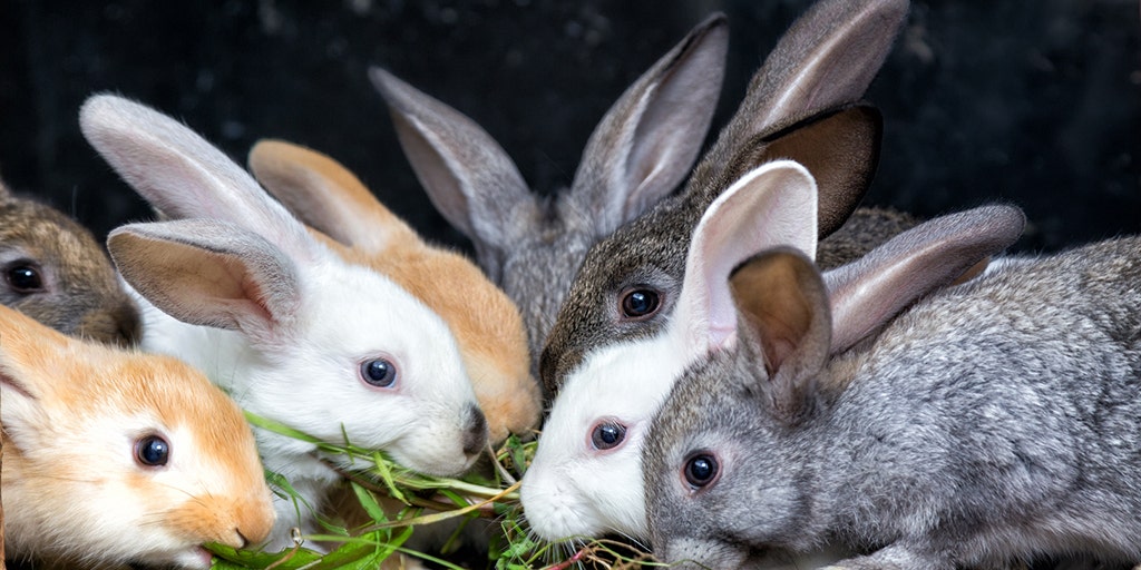 getting a baby bunny