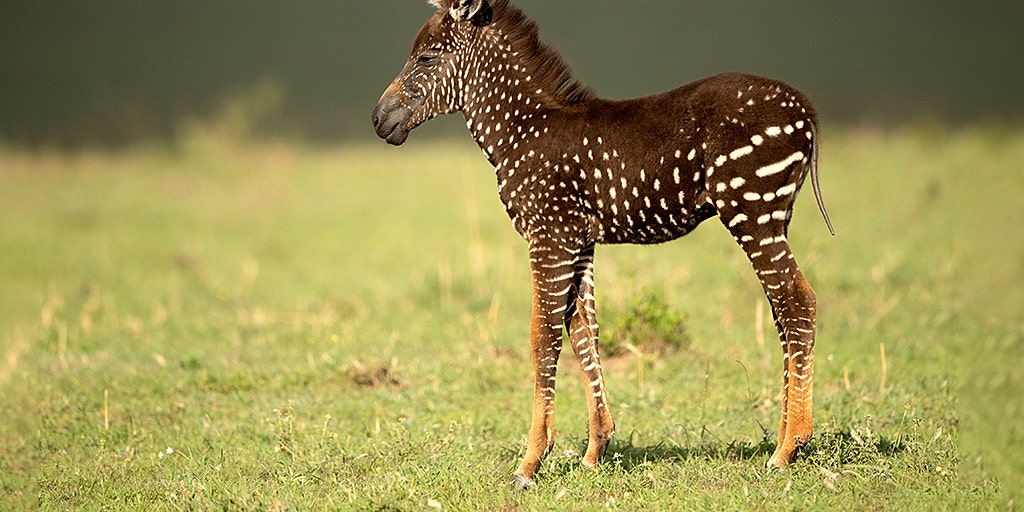 Rare Zebra Foal With Polka Dots Spotted In Kenya