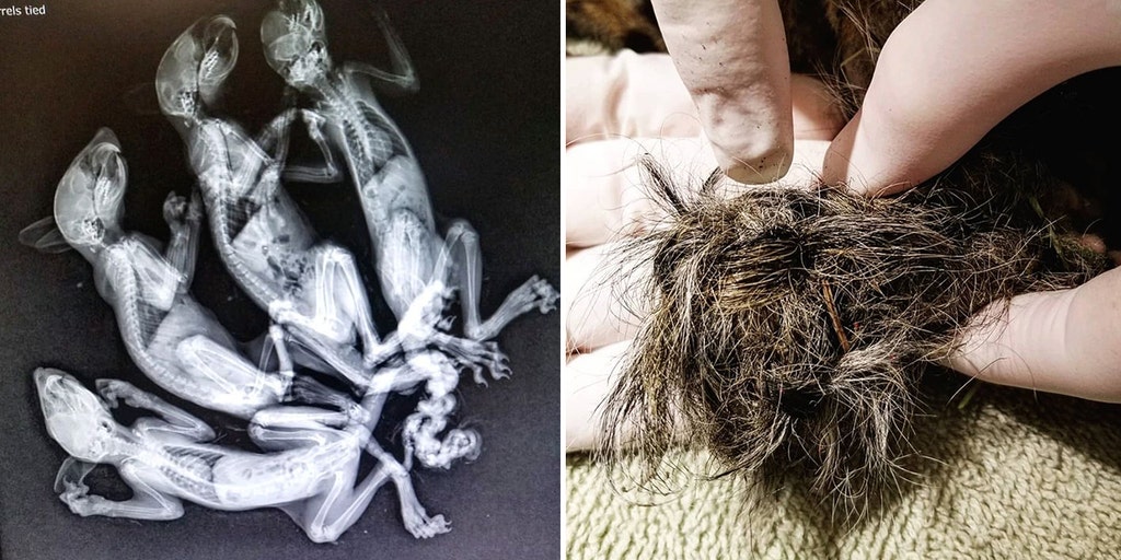 Baby squirrels found on Connecticut train tracks with tails 'braided' together in suspected animal abuse