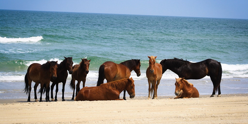 North Carolina S Wild Horses Lured Onto Beaches By Warm Weather Prompting Warning To Drivers Fox News
