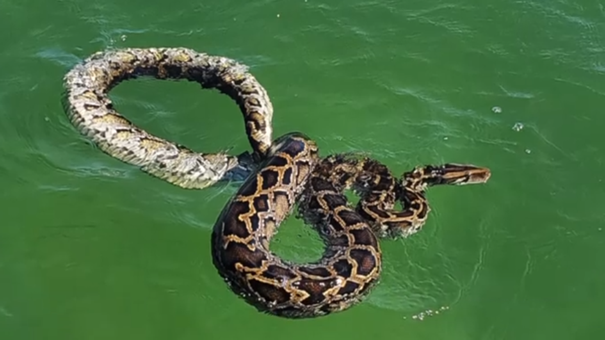 An 11-foot-long Burmese python was caught swimming off the coast of Florida.