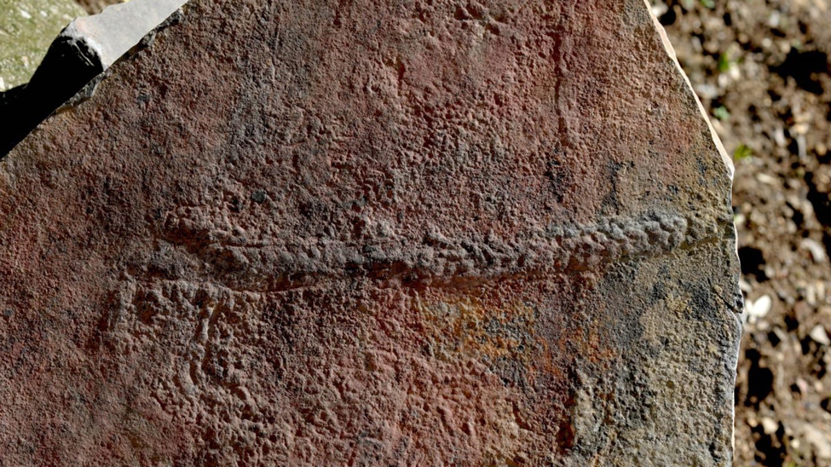 Worm's 550M year-old 'death march' might be earliest known animal