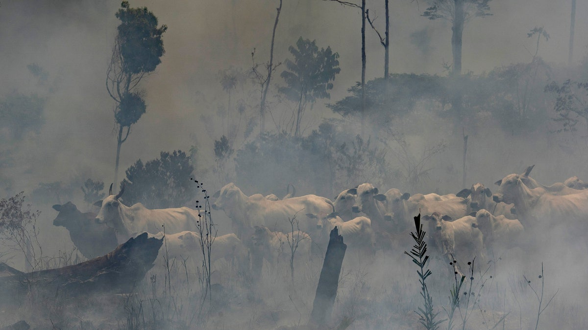 A herd of cattle stand in the midst of smoke from the fires at the Nova Fronteira region in Novo Progresso, Brazil, Tuesday, Sept. 3, 2019.