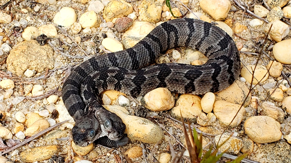 A newborn two-headed timber rattlesnake was found in New Jersey's Pine Barren.