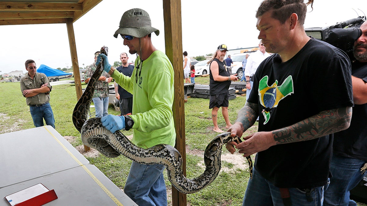 Hunters can earn extra bounties on snakes depending on its length and if it was guarding a nest of eggs. (AP Photo/Wilfredo Lee, File)