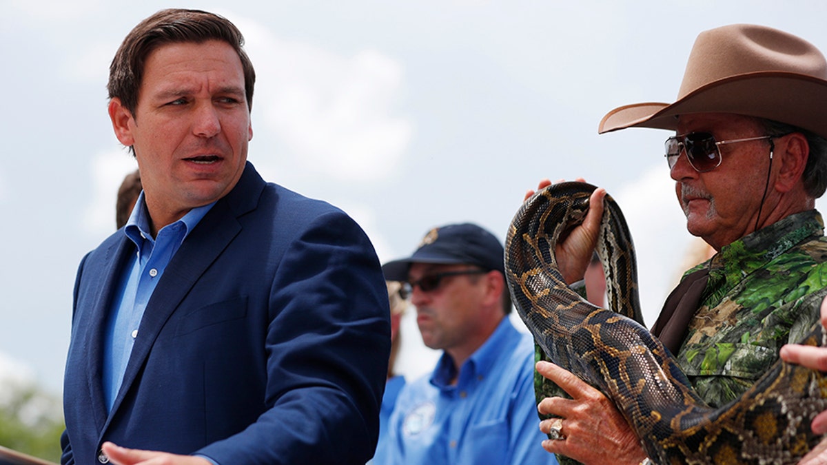 Florida Doubles Python Hunters As Over 1,000 Apply For Hourly Wage Job ...