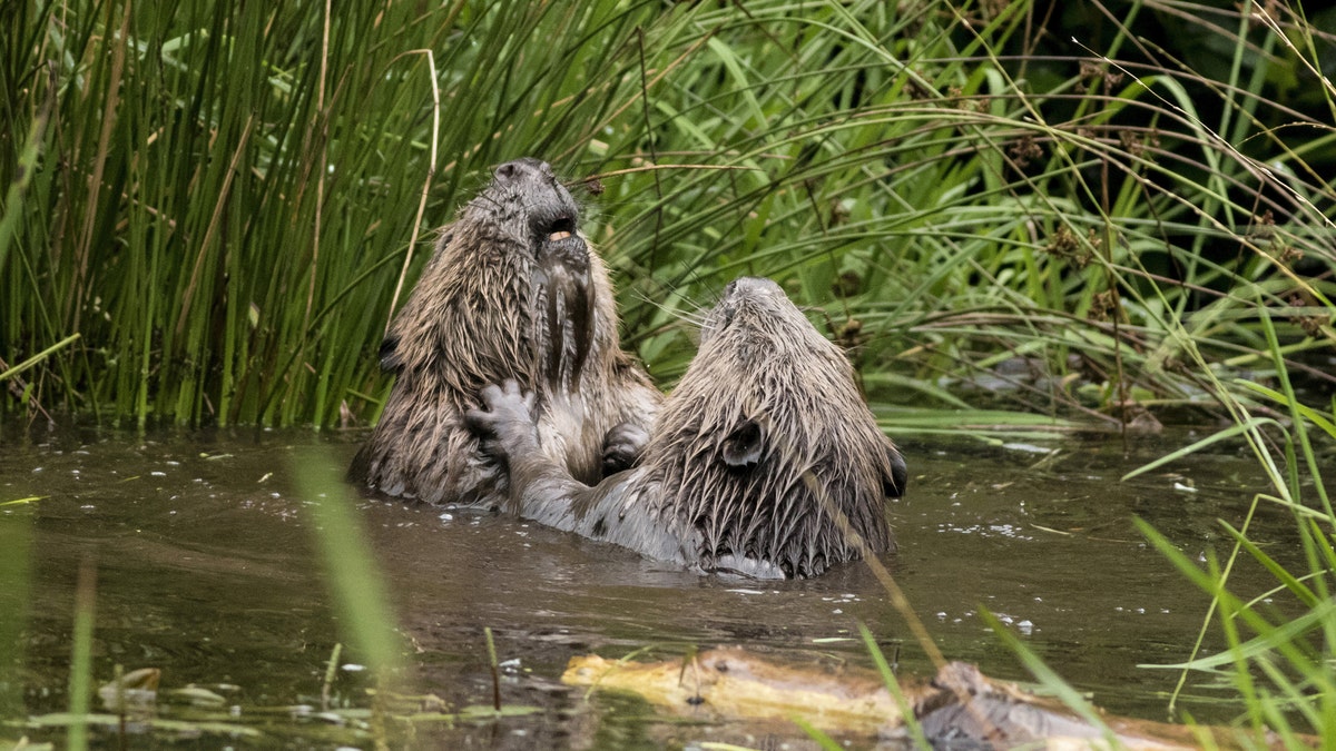 Beavers fight and claw each other in the river Tay in Tayside, Scotland.