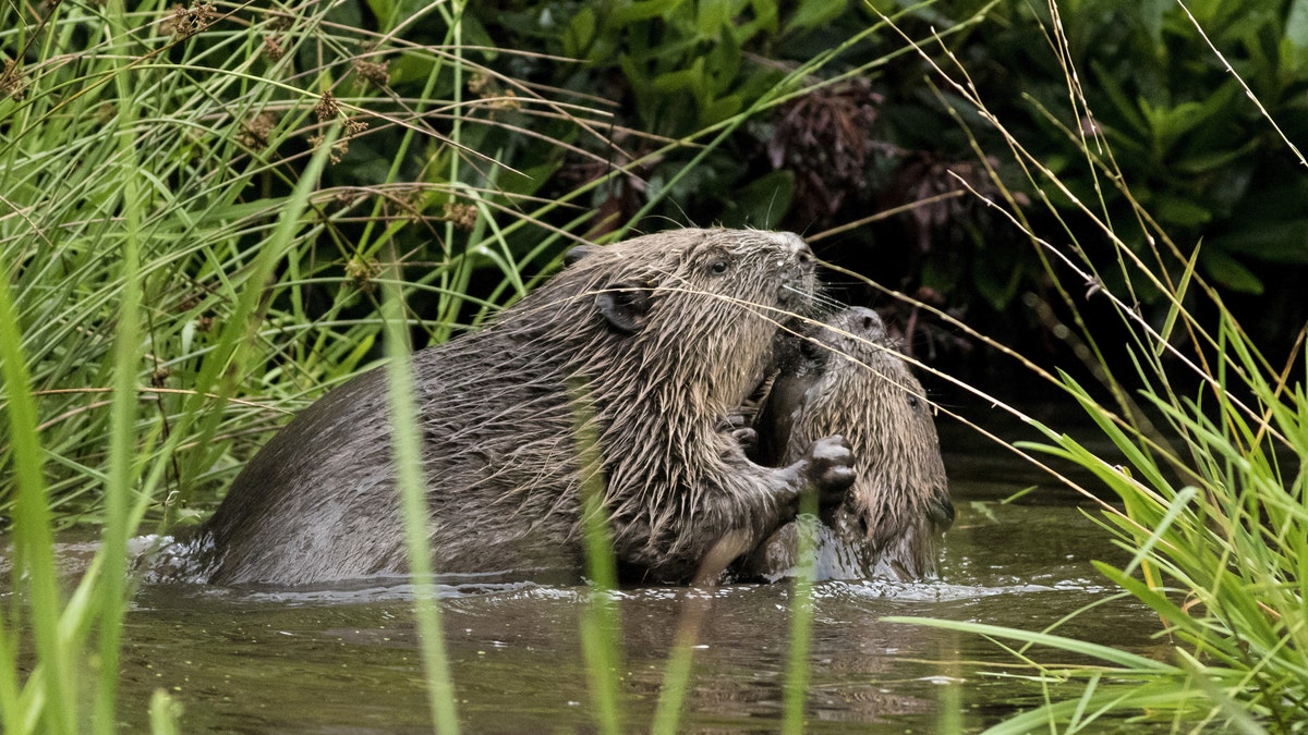 The beavers were spotted in August. (SWNS)