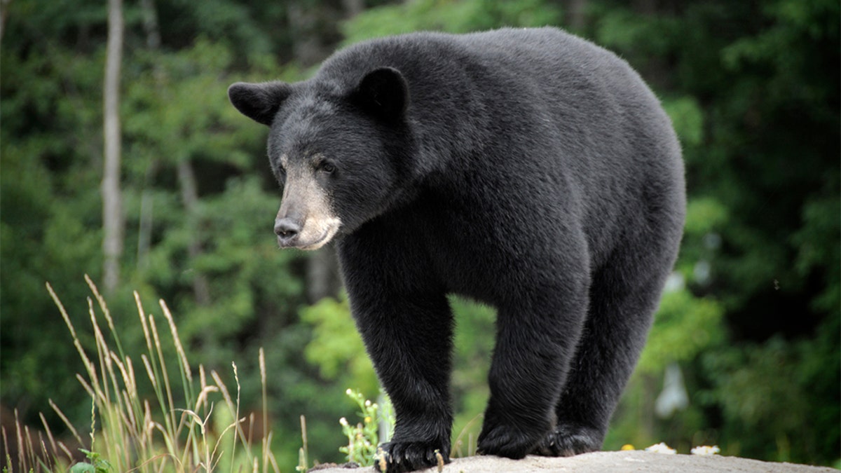 black bear in the wild