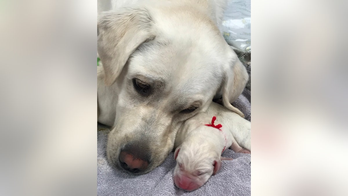 As a token of their appreciation, Canine Companions gave Dana Perino the honor of naming a new service dog.