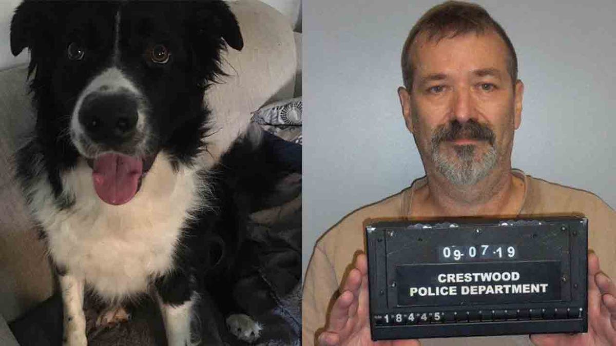 John Conrad Ross II, 56, is accused of stabbing Teddy, a Border collie, at least seven times when it ran into his property.