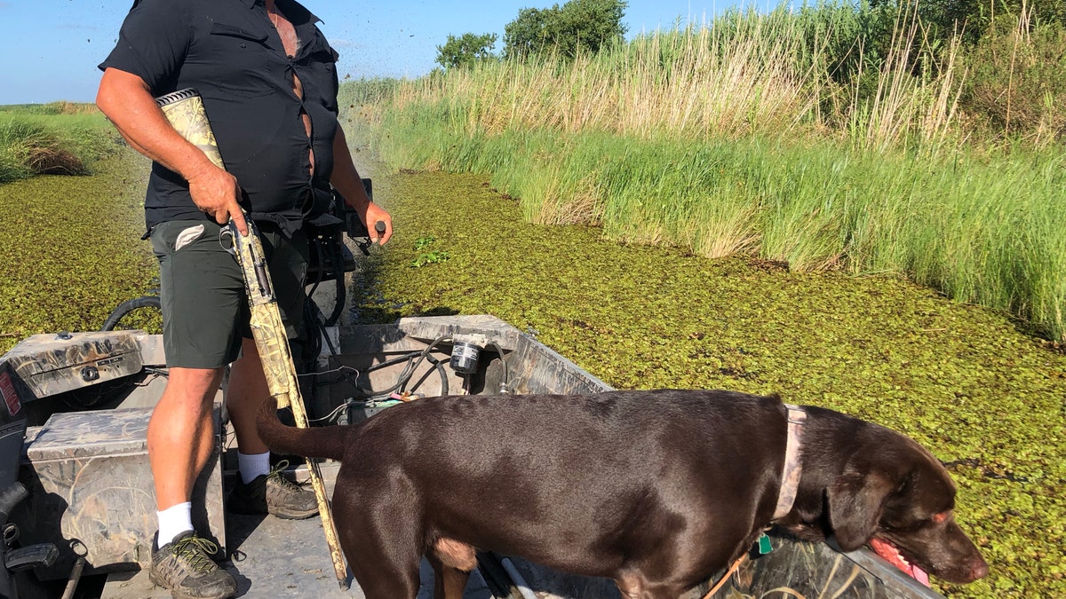 Justin Choate sails through marshland with his chocolate lab, looking for nutira in Pecan Island, La. (Fox News/Charles Watson)