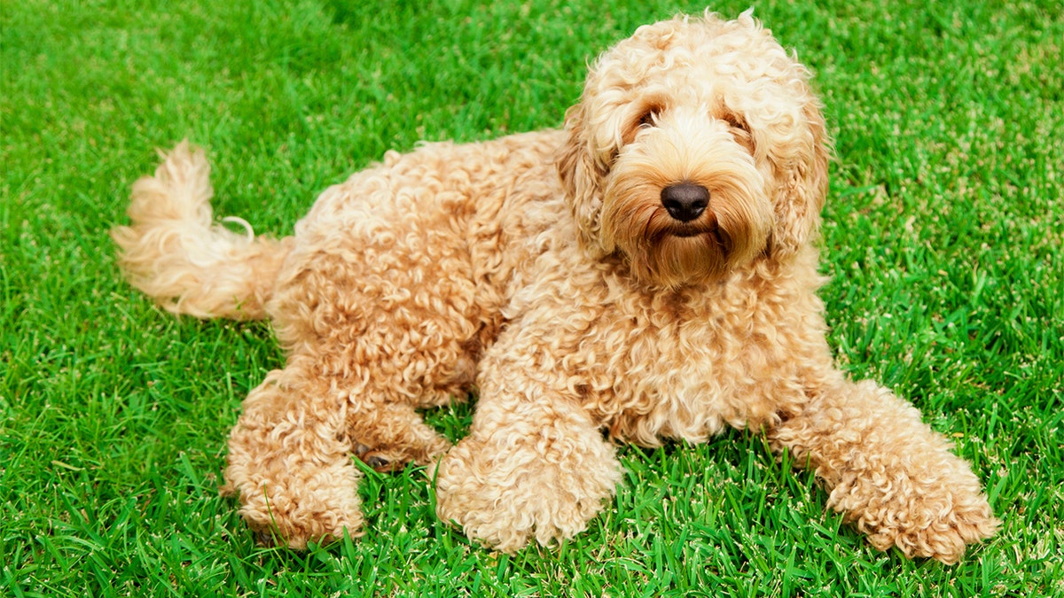 Cute golden labradoodle laying in lush green grass.