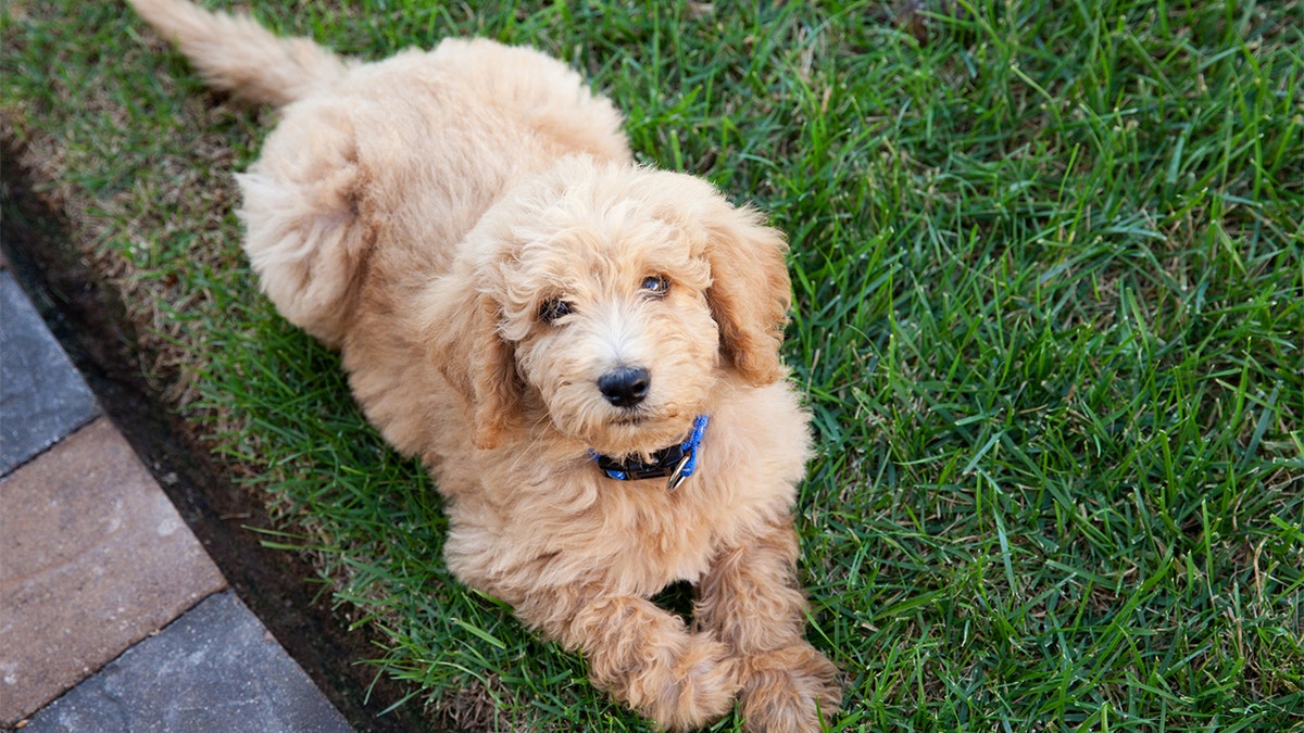 Adorable labradoodle puppy laying in the grass