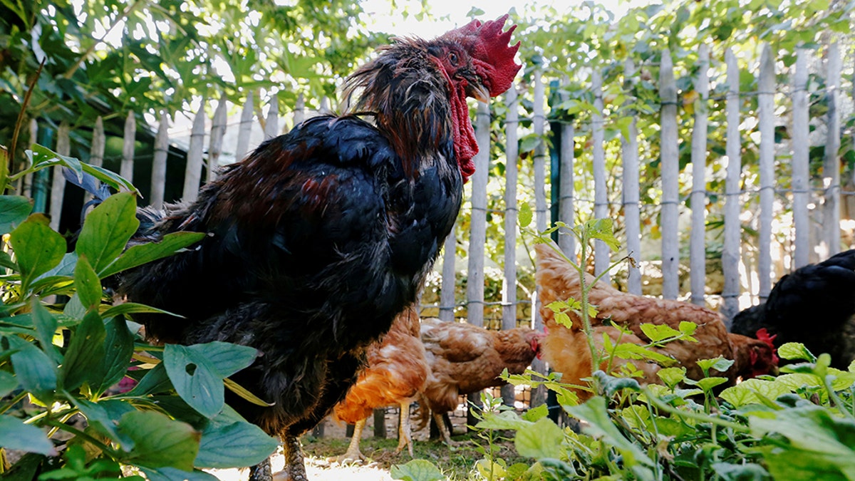 The case of Maurice the rooster, seen here, highlighted the growing debate between France's countryside living and the encroachment of urban values.