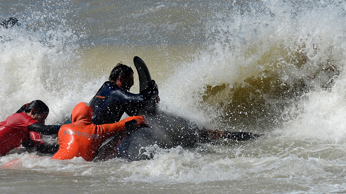 Six orcas were rescued in the operation.