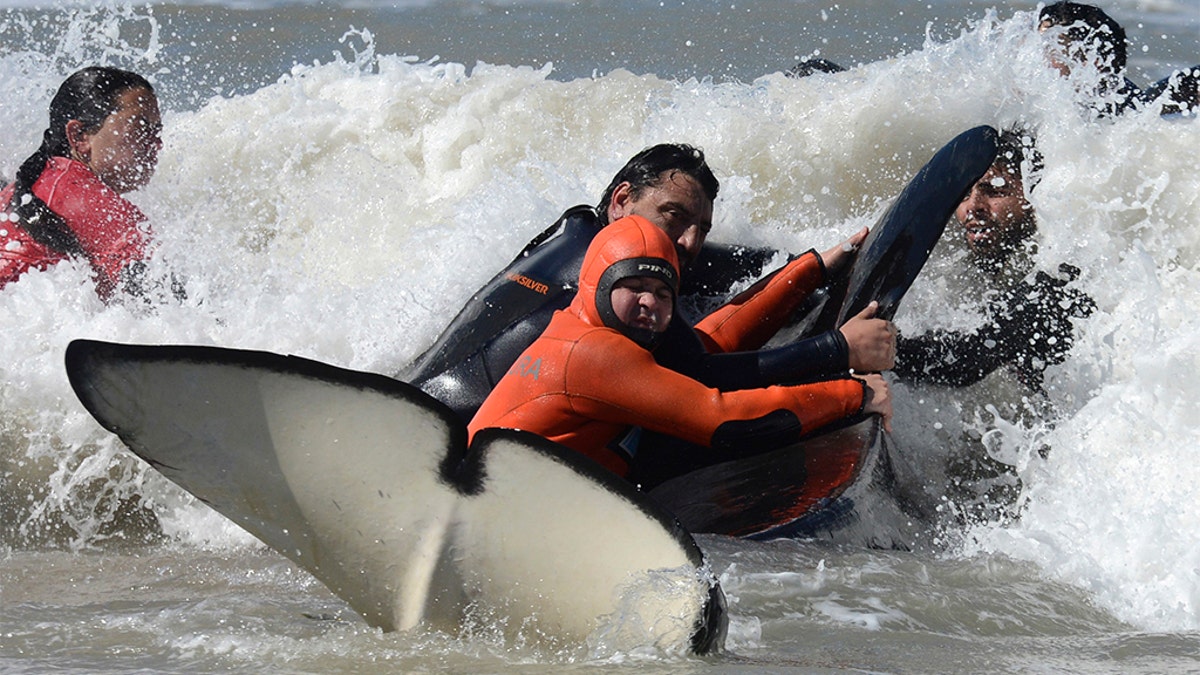 Rescuers and volunteers working to return a killer whale to sea near Mar Chiquita, Argentina.