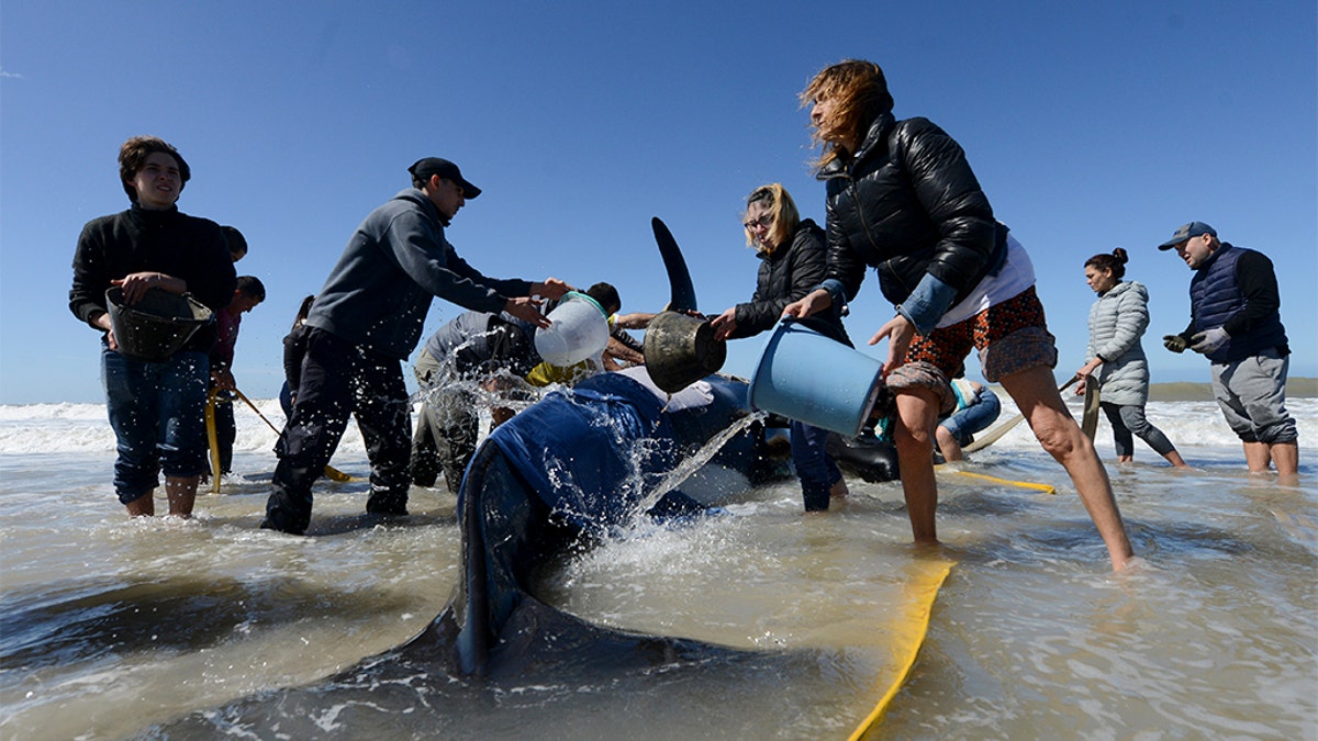 Officials said it was unclear why the orcas had beached themselves.