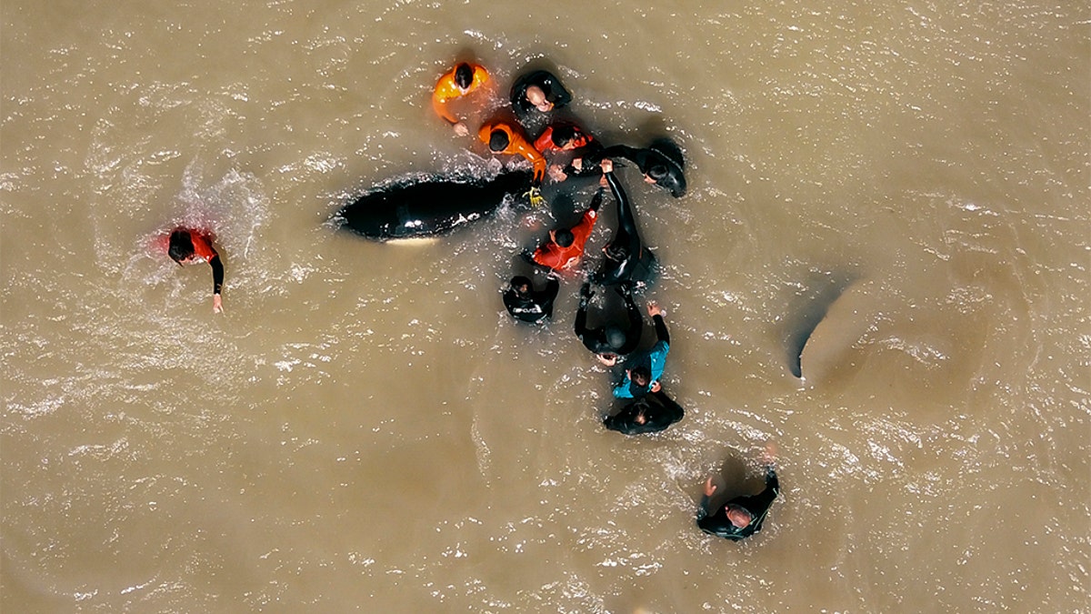 At least two rescuers reportedly had to stop rescuing the whales and needed to be treated for hypothermia. 