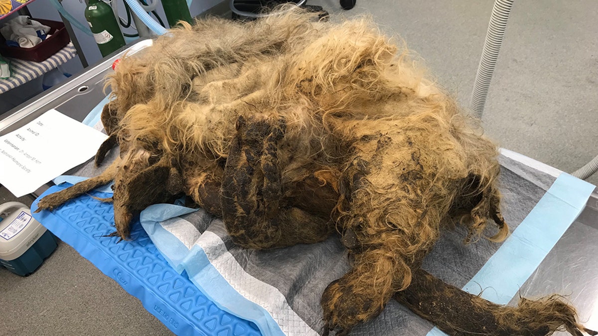 "This is probably the process of over a year of not having access to care," NHS veterinarian Dr. Amber Horn said of the Shih Tzu’s painful state.