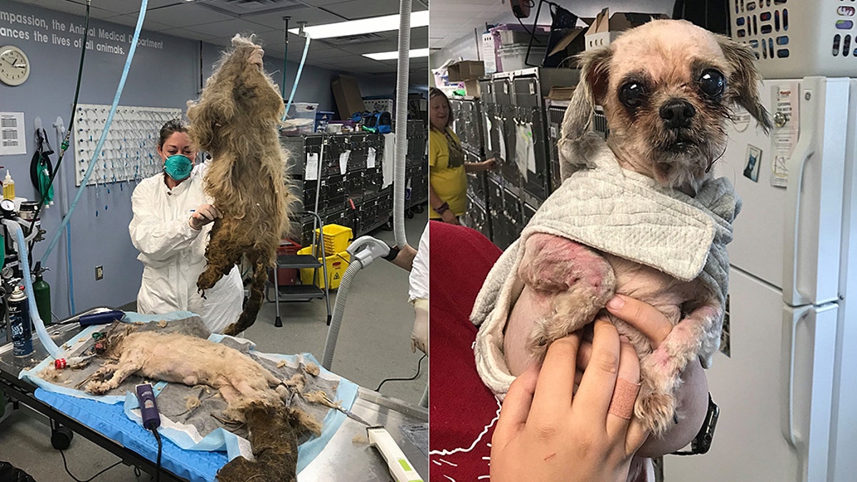 One 9-pound Shih Tzu has had 11 pounds of matted hair removed from her tiny body after being rescued, in one of “the worst” needs for a haircut the shelter had ever seen.