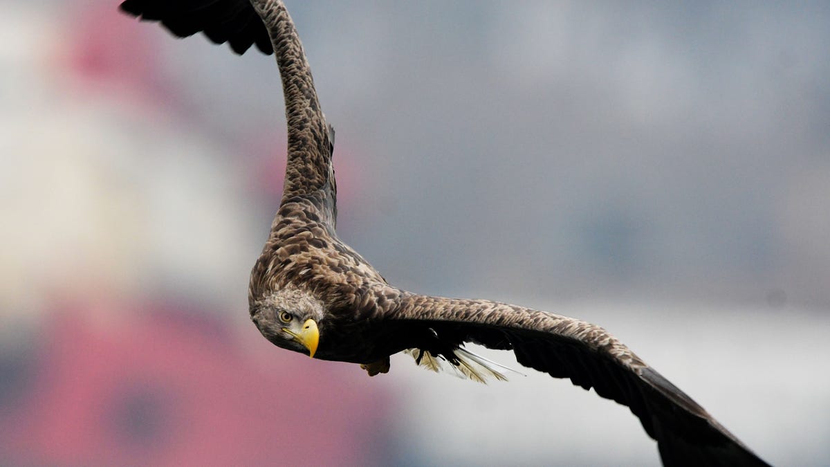 A white-tailed sea eagle flys over the Zolotoy Rog Bay in Russia.