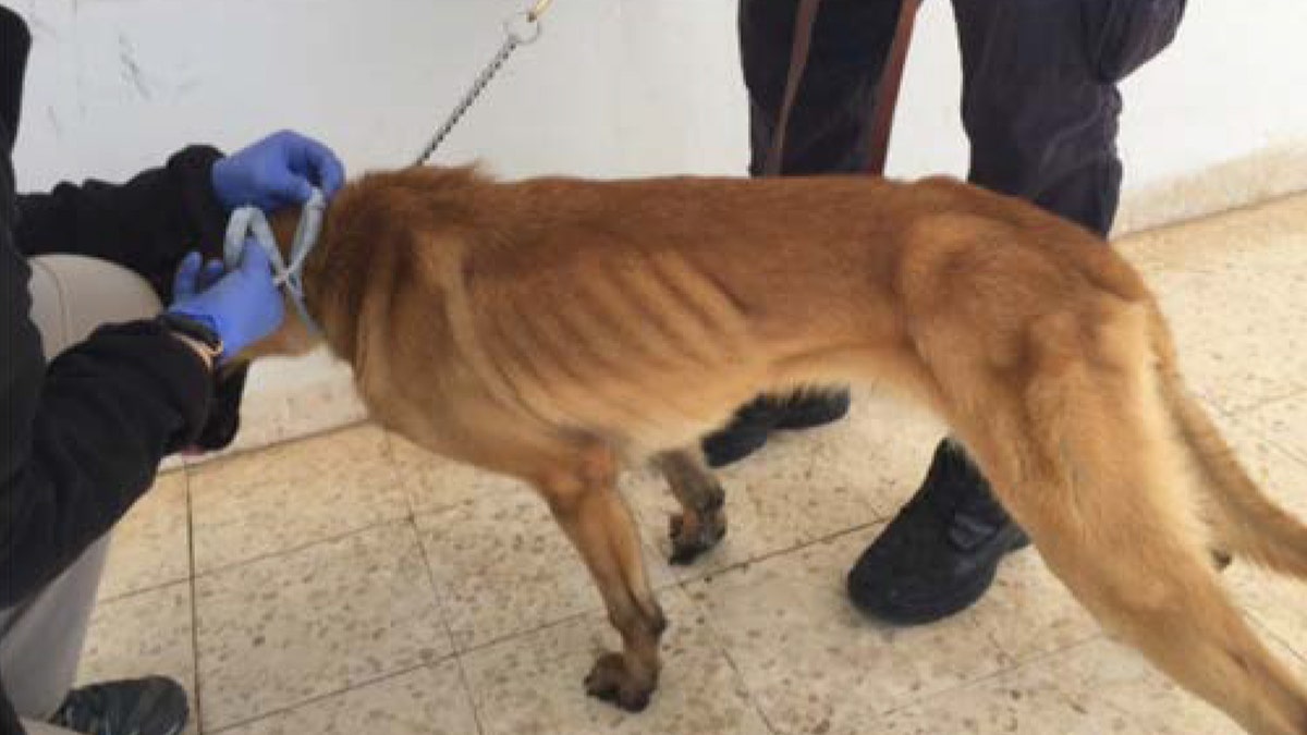 An underweight Jordanian canine. (U.S. State Department Office of Inspector General)