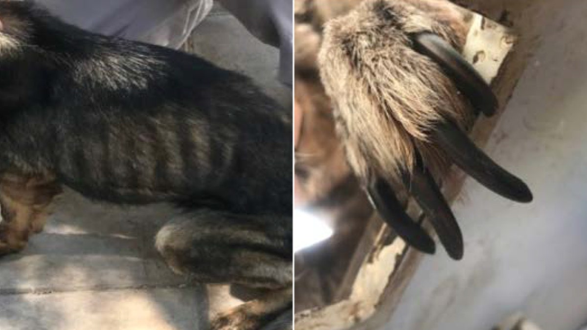 An underweight Jordanian canine (left) and a dog whose nails went severely untrimmed. (U.S. State Department Office of Inspector General)