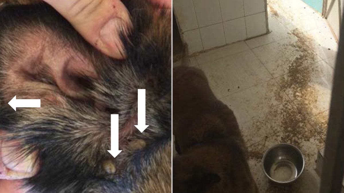 An explosive detection canine became infested with ticks (left), and another canine, Athena, lived in a kennel covered in dirt and feces, without fresh water (right). (U.S. State Department Office of Inspector General)