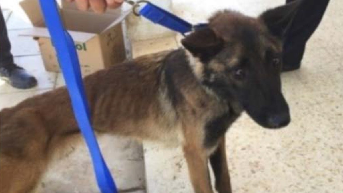 Athena, an explosive detection canine, was sent to Jordan but returned to the U.S. after less than a year after becoming emaciated and living in poor conditions. (U.S. State Department Office of Inspector General)