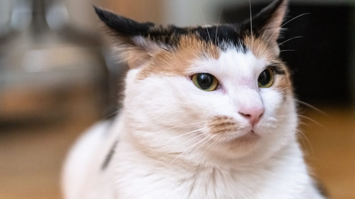 Close up of a healthy, beautiful cat.