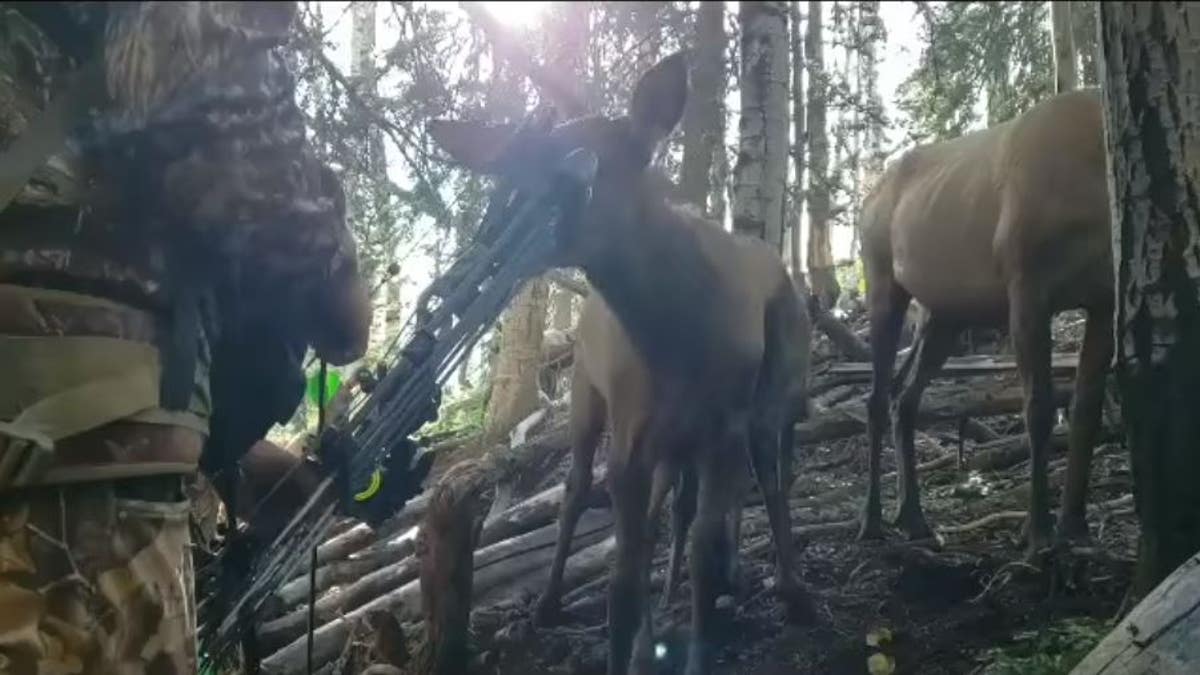 In the amazing footage, Bassett is seen standing remarkably still as an elk calf approaches him and begins nuzzling and licking his bow.