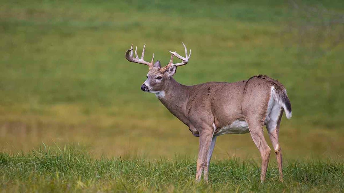 The hunter mistook his friend for a deer after he left his stand during the early-morning hunt.