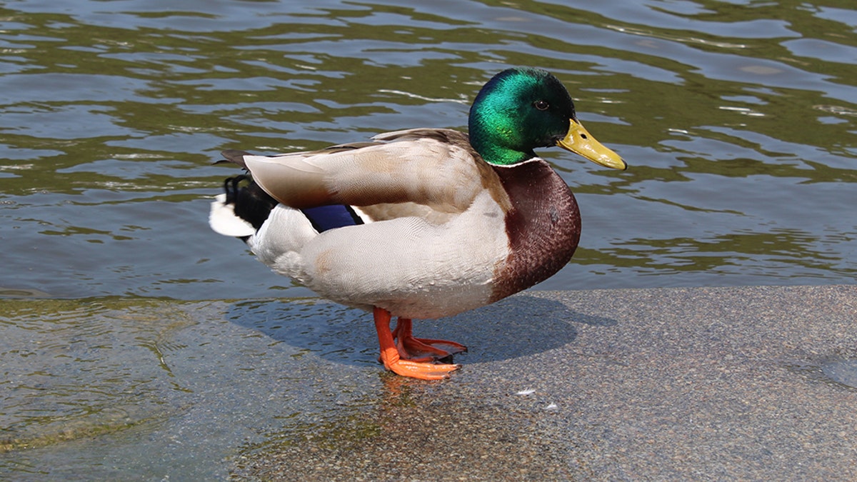 Fans Found University of Oregon's Muscular Mascot a Lame Duck - WSJ