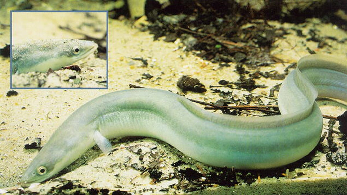 European eel. (Credit: Steffen Zienert, USGS)