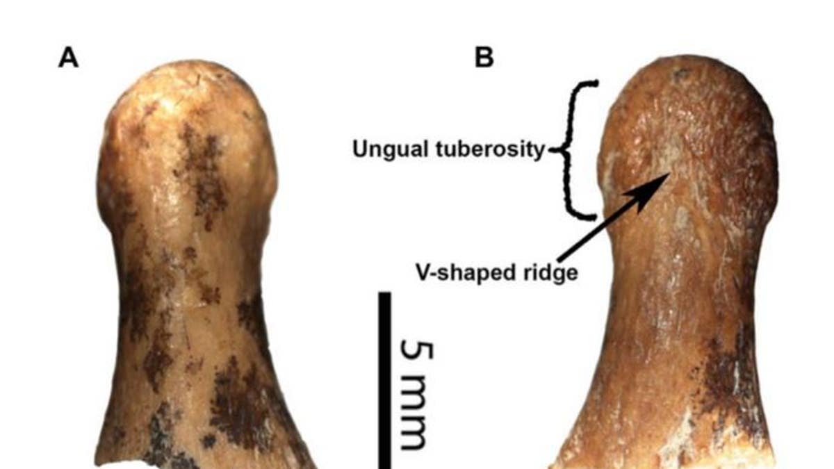Front and back views of the virtually reconstructed Denisovan finger fragment. (E. A. Bennett et al., 2019/Science Advances)
