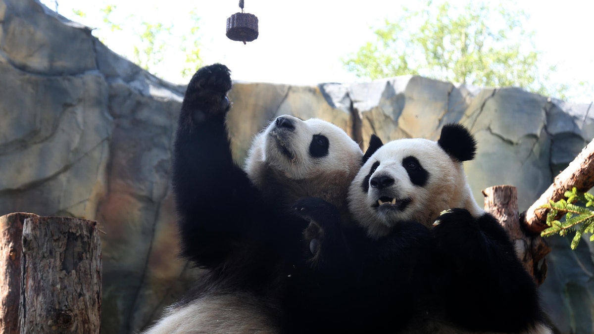 Giant pandas 'Qi Guo' and 'Yuan Man' play at a single panda house in the Qinghai-Tibet Plateau Wild Zoo on August 28, 2019 in Xining, Qinghai Province of China. (Photo by Luo Yunpeng/China News Service/VCG via Getty Images)