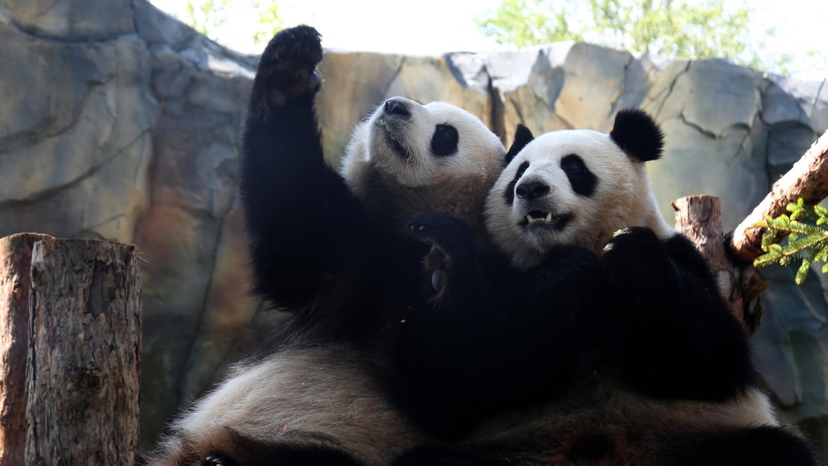 Giant pandas 'Qi Guo' and 'Yuan Man' play at a single panda house in the Qinghai-Tibet Plateau Wild Zoo on August 28, 2019 in Xining, Qinghai Province of China. (Photo by Luo Yunpeng/China News Service/VCG via Getty Images)