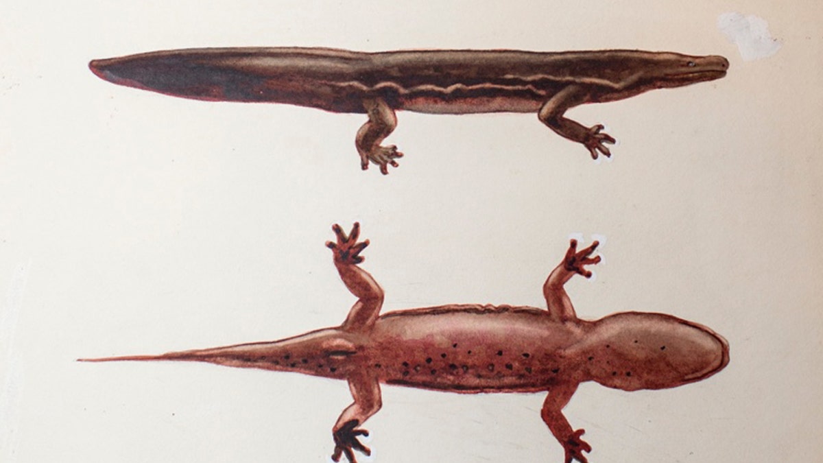 New giant salamander species - Andrias sligoi - painting from ZSL archives. (Credit: ZSL)