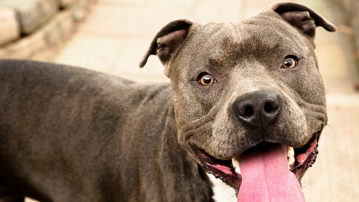 Anjing pit bull