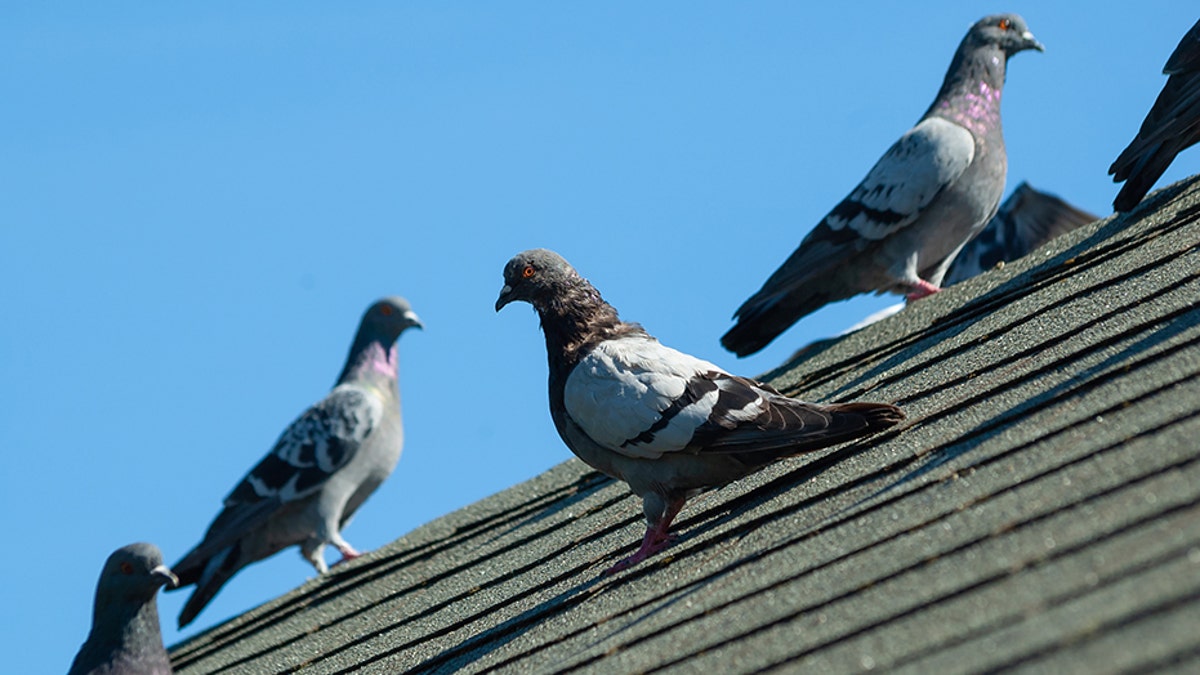 Pigeon poop has been creating a messy commute for Chicago Transportation Authority riders.